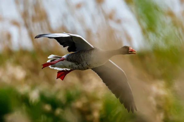 Ganso Greylag Salvaje — Foto de Stock