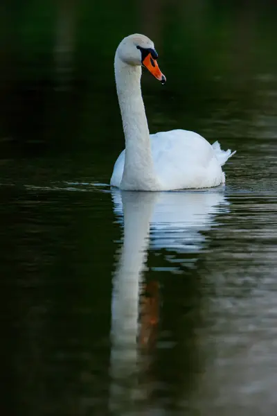 Een Stomme Zwaan Een Vijver — Stockfoto