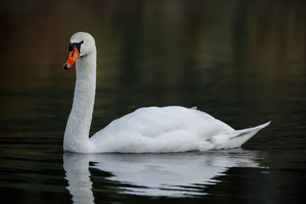 Ein Stummer Schwan Auf Einem Teich — Stockfoto