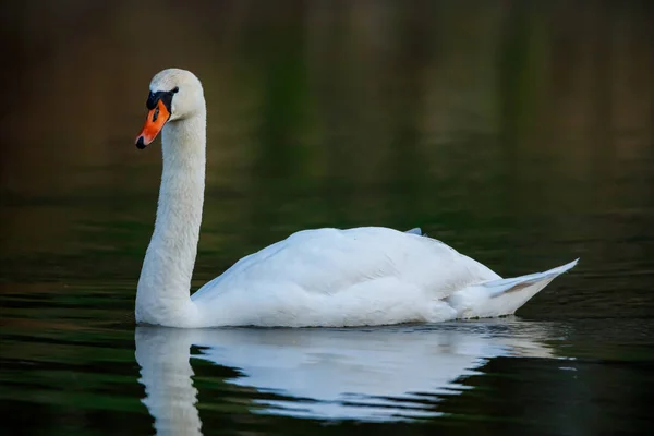 Ein Stummer Schwan Auf Einem Teich — Stockfoto