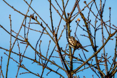 Kara şapkalı bir kuş vahşi doğada