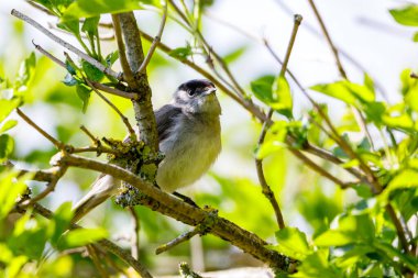 Kara şapkalı bir kuş vahşi doğada