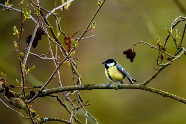 Titmouse Una Rama — Foto de Stock