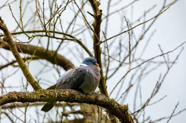 Ağaçtaki bir güvercin