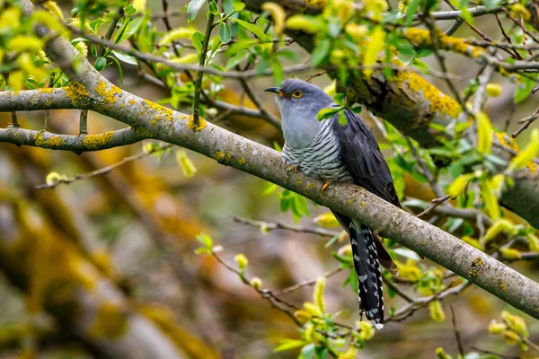 Ein Kuckuck Baum — Stockfoto