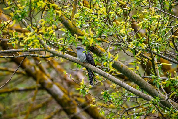 Ein Kuckuck Baum — Stockfoto