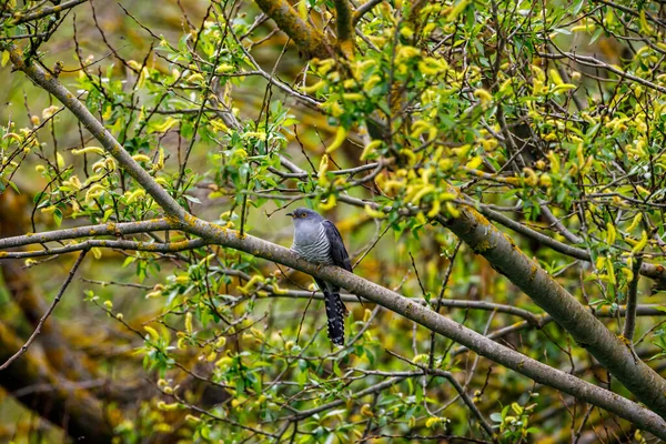 Ağaçtaki Bir Guguk Kuşu — Stok fotoğraf