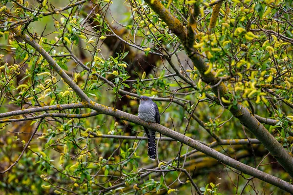 Coucou Dans Arbre — Photo