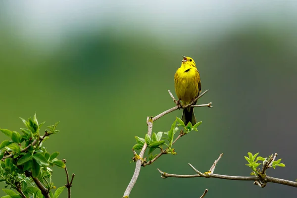 黄色い鳥が小枝に乗って — ストック写真