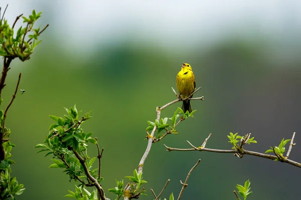 Ein Gelbhammervogel Auf Einem Zweig — Stockfoto