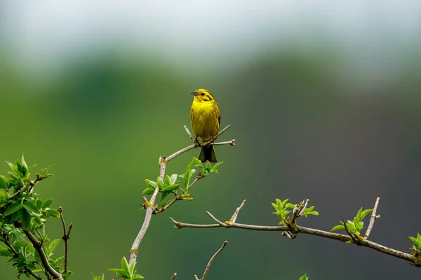 黄色い鳥が小枝に乗って — ストック写真
