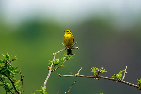 Pájaro Silbador Amarillo Una Ramita — Foto de Stock