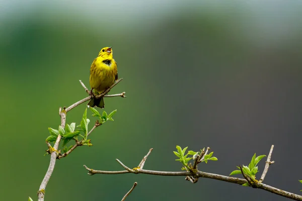 Ein Gelbhammervogel Auf Einem Zweig — Stockfoto