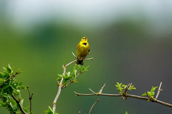 Pájaro Silbador Amarillo Una Ramita — Foto de Stock