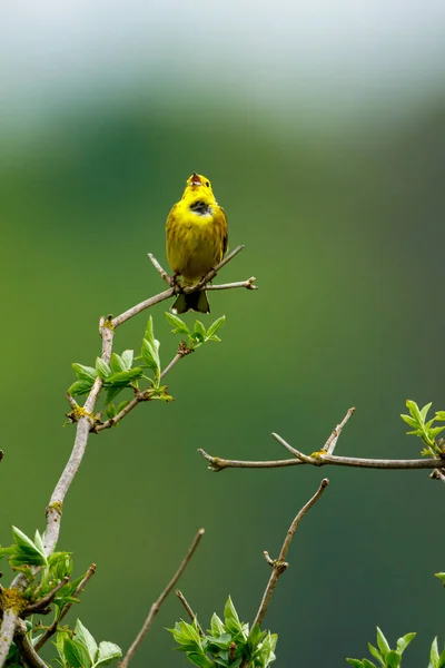 Ein Gelbhammervogel Auf Einem Zweig — Stockfoto
