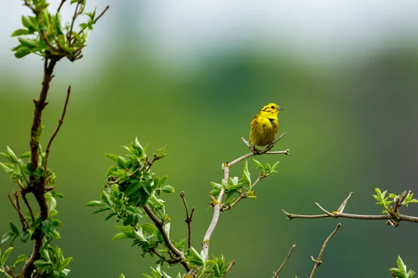 Pájaro Silbador Amarillo Una Ramita — Foto de Stock