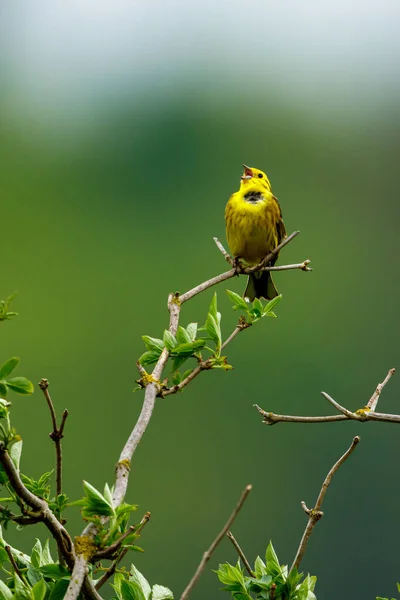 Ein Gelbhammervogel Auf Einem Zweig — Stockfoto