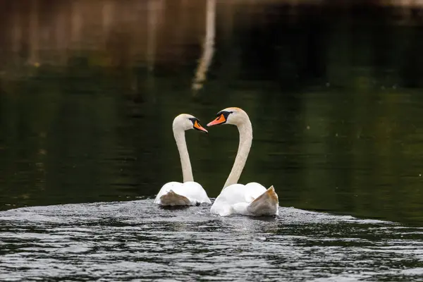 池の上の白鳥 — ストック写真