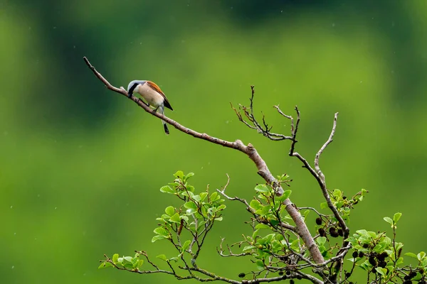 Shrike Con Respaldo Rojo Una Rama —  Fotos de Stock