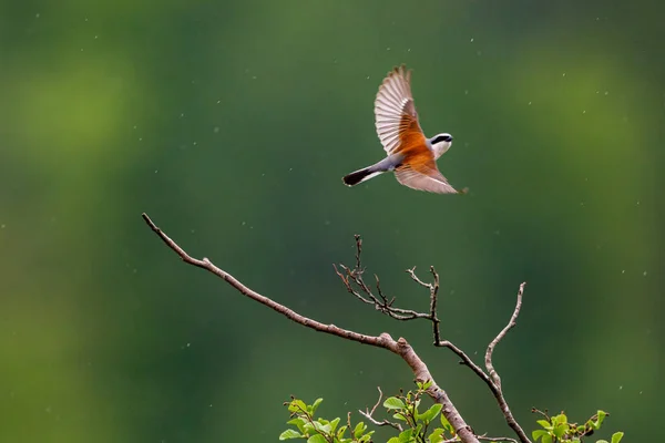 Uno Shrike Rosso Appoggiato Ramo — Foto Stock