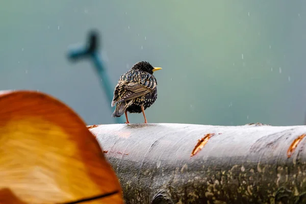 Ein Star Der Tierwelt — Stockfoto