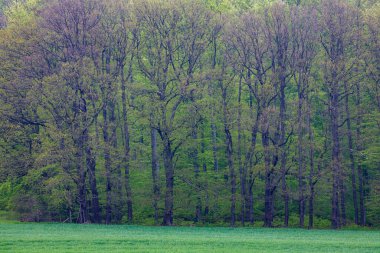 İlkbaharda ağaçlı bir orman