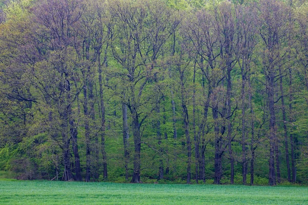 Une Forêt Avec Des Arbres Printemps — Photo
