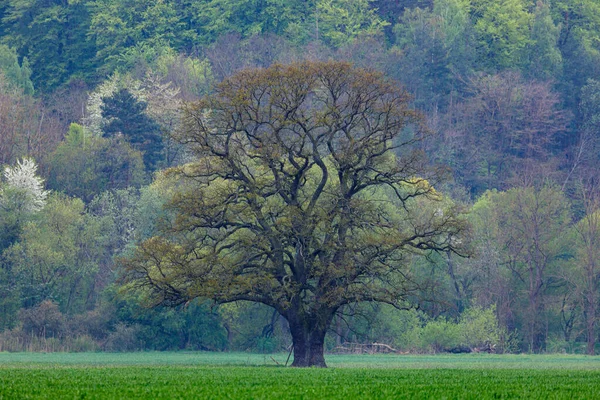 草地上的老橡树 — 图库照片