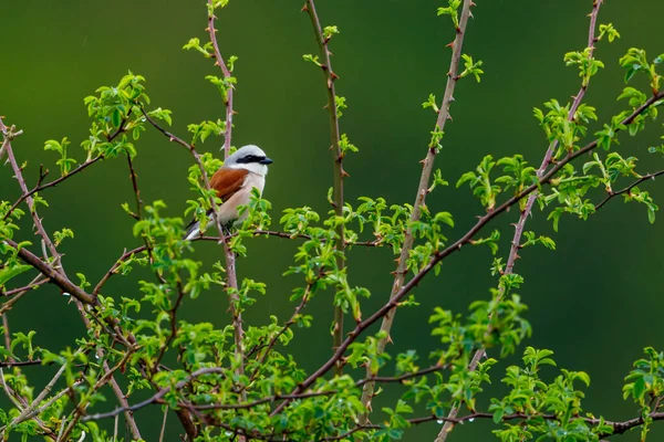 Shrike Con Respaldo Rojo Una Rama — Foto de Stock