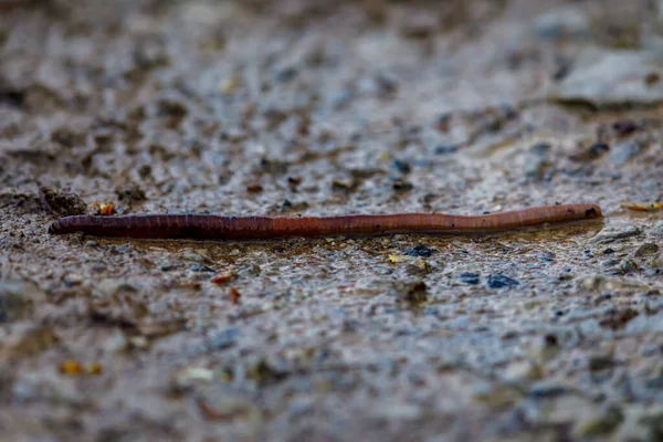 Een Regenworm Regen — Stockfoto