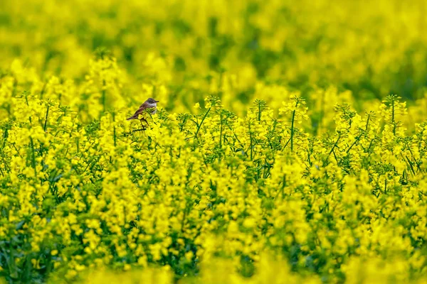 Whitethroat Num Campo Canola — Fotografia de Stock