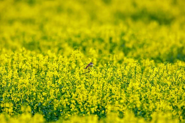 Whitethroat Num Campo Canola — Fotografia de Stock