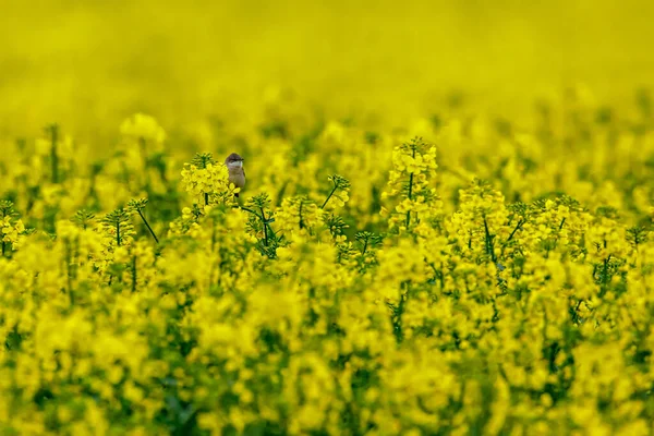 Whitethroat Num Campo Canola — Fotografia de Stock