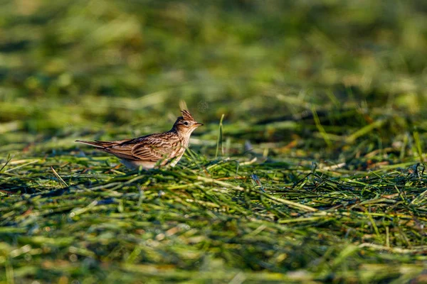 Een Skylark Een Weide — Stockfoto