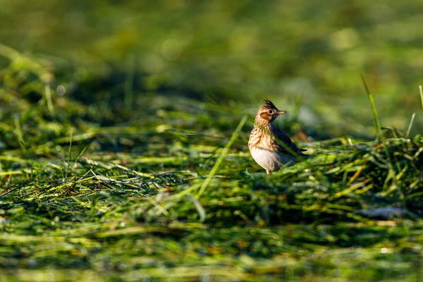 Een Skylark Een Weide — Stockfoto