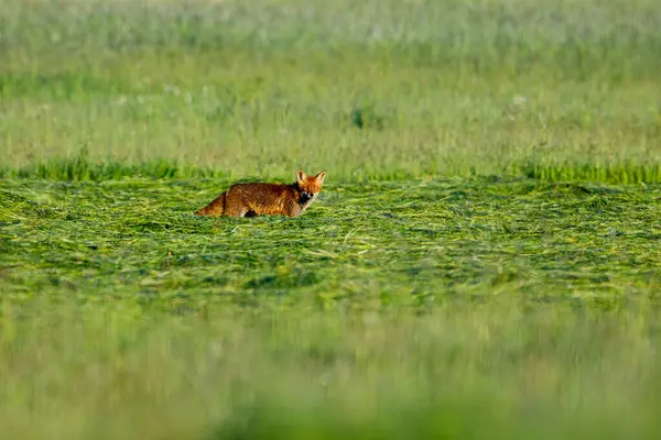 Красный Лис Лугу — стоковое фото