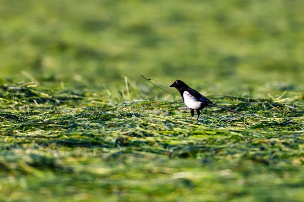 牧草地でカササギが — ストック写真