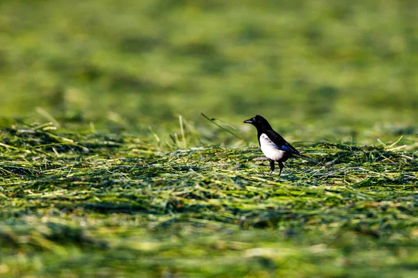 Una Urraca Prado — Foto de Stock