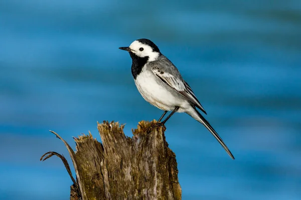 Codino Fiume — Foto Stock