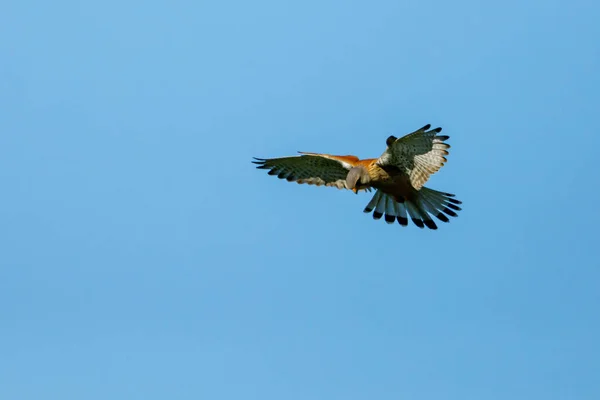 Ένα Kestrel Στον Αέρα Κυνηγάει — Φωτογραφία Αρχείου