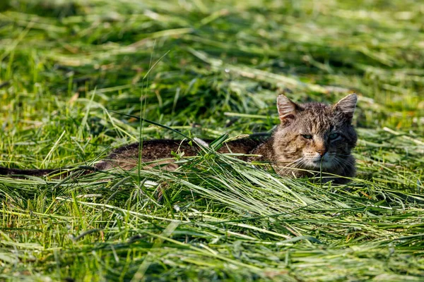 Дикая Кошка Лугу — стоковое фото
