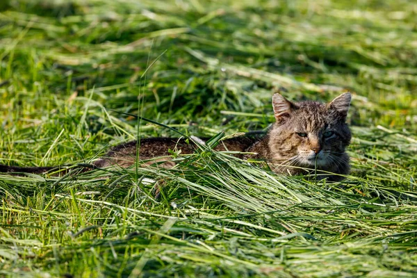 Wildcat Meadow — Stock Photo, Image