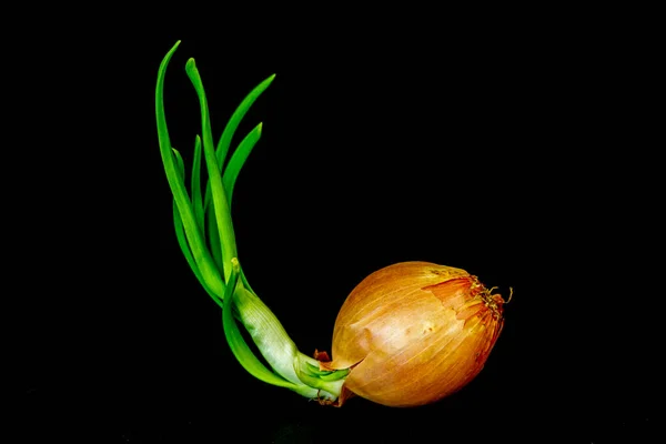 Onion Black Background — Stock Photo, Image