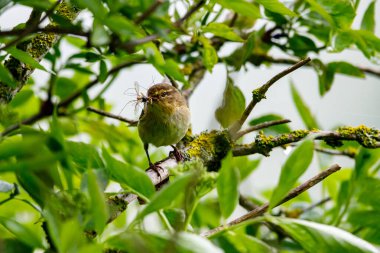 Bir Chiffchaff böcek avlıyor.