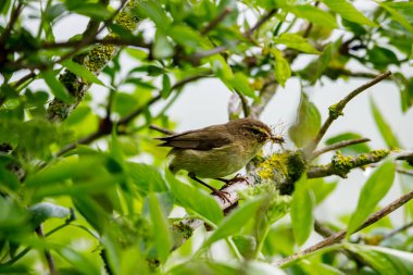 Bir Chiffchaff böcek avlıyor.