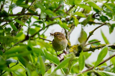 Bir Chiffchaff böcek avlıyor.