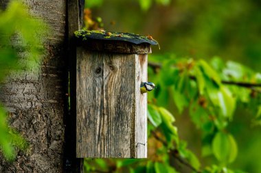 A birdhouse with a blue tit