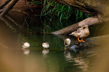 Ördekli yaban ördeği