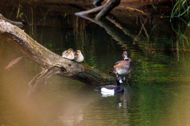 Nehirde bir ördek sürüsü