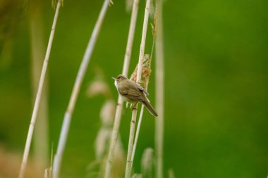 Reed Nehri 'ndeki Reed Warbler.